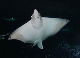 Cliquez pour agrandir l'image