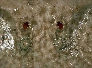 Cliquez pour agrandir l'image