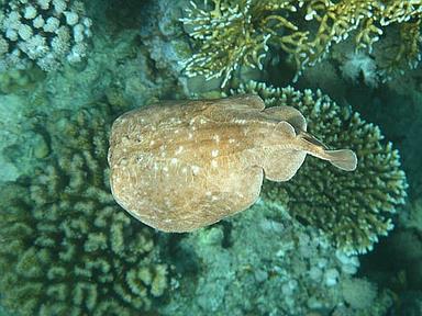 Cliquez pour agrandir l'image